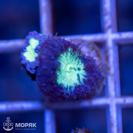 Blastomussa sp. (бластомусса двухцветная)