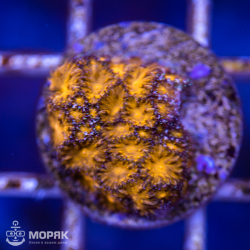Leptastrea sp. (Лептастрея)
