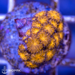 Leptastrea sp. (Лептастрея)