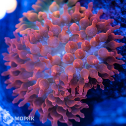 Quadricolor Bubble-tip Anemone - пузырчатая актиния