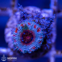Acanthastrea sp.
