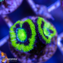 Acanthastrea lordhowensis - Акантастрея