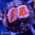 Acanthastrea lordhowensis (Акантастрея)