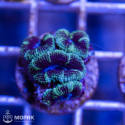 Acanthastrea lordhowensis (Акантастрея)