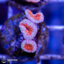 Acanthastrea lordhowensis (Акантастрея)
