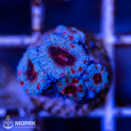 Acanthastrea lordhowensis (Акантастрея)