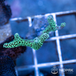 Seriatiopora neon green (Сериатопора)