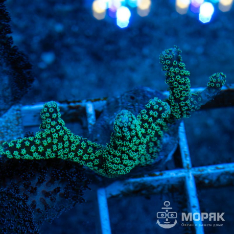 Seriatopora Caliendrum (сериатопора календрум)