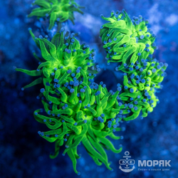 Эуфиллия факельная (euphyllia glabrescens)