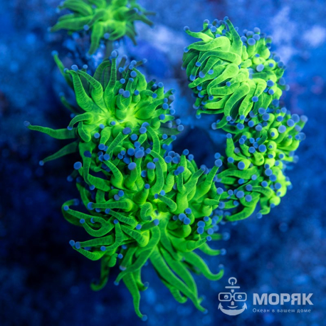 Эуфиллия факельная (euphyllia glabrescens)