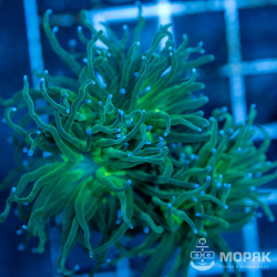 Euphyllia glabrescens - факельный коралл