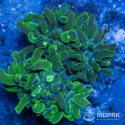 Эуфиллия (euphyllia sp.)