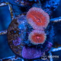 Акантастрея (Acanthastrea sp)