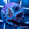 Acanthastrea lordhowensis - Акантастрея