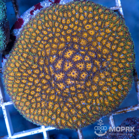 Leptastrea sp. (Лептастрея)
