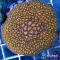 Leptastrea sp. (Лептастрея)