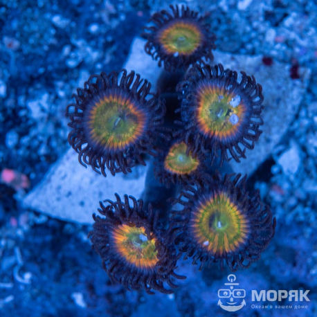 Palythoa sp - палитоя