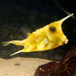 Желтая рыба-коровка