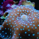 Мягкие кораллы