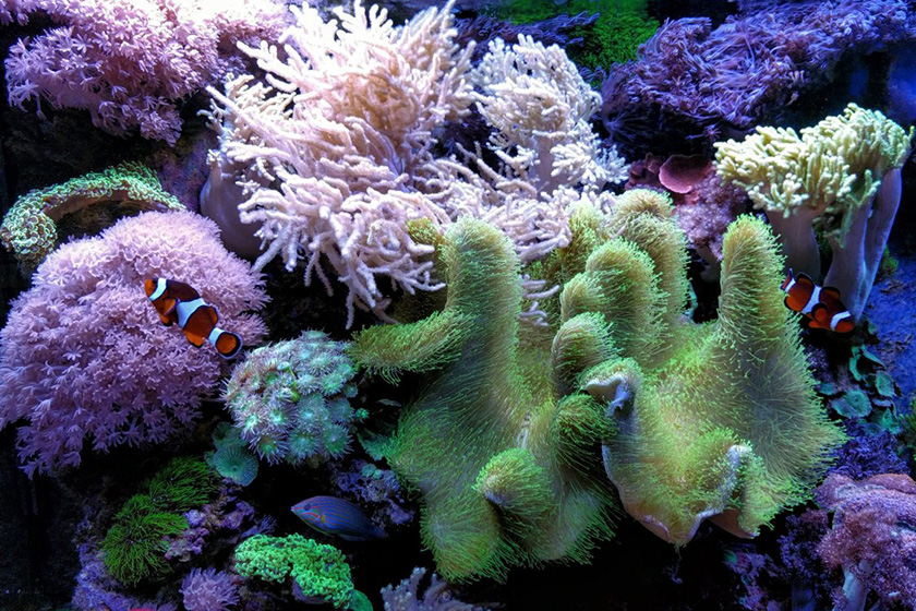 мягкий риф