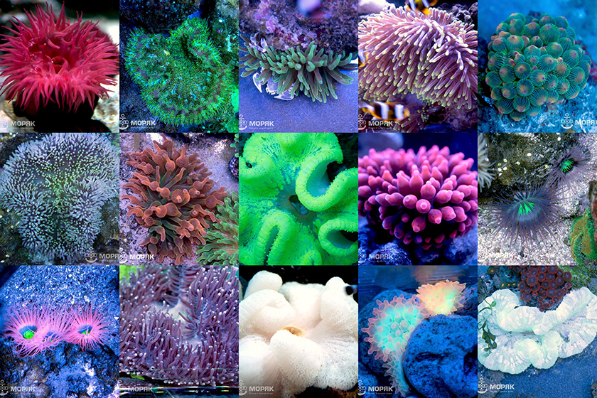 Искусственные кораллы для аквариума