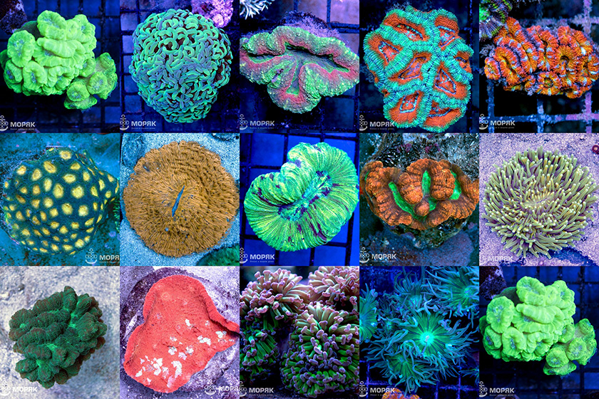 Виды Кораллов Фото