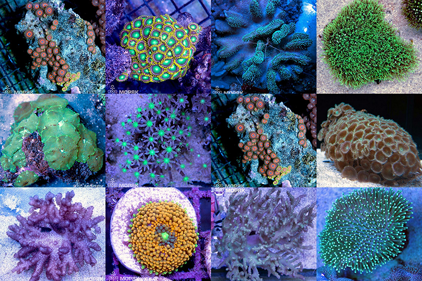 Кожистый многопальчиковый мягкий коралл
