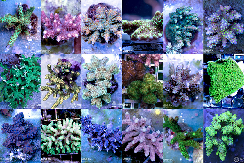 спс кораллы